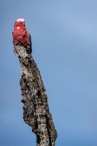 Low angle view of a tree against blue sky