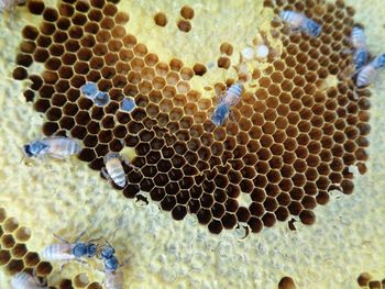 Close-up of bees