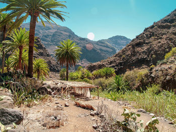 Scenic view of palm trees on mountain against sky