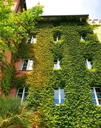 Low angle view of ivy on building