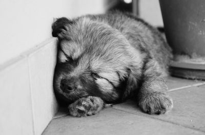 Close-up of dog sleeping