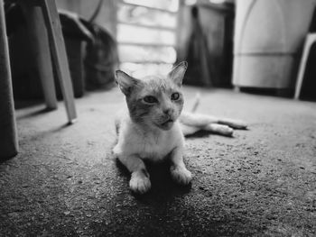 Portrait of dog sitting on floor at home