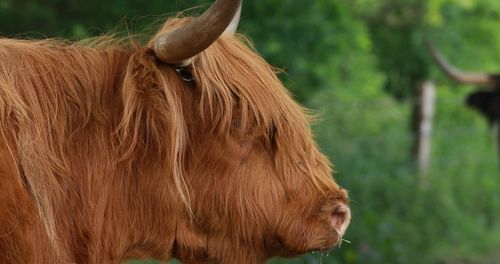 Close-up of a horse
