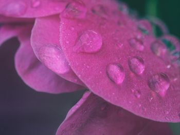 Close-up of wet pink petals
