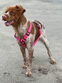 Close-up of dog running on road