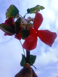 Close-up of hand holding red flowering plant