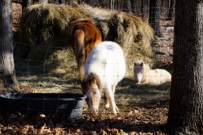 Horse grazing