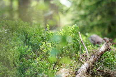 Close-up of fresh green plants on land
