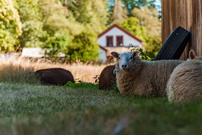 Sheep relaxing and looking into the camera