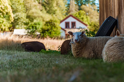 Sheep grazing on field