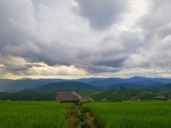 Scenic view of agricultural field against sky