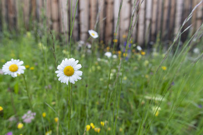 Close-up of daisy flowers on field