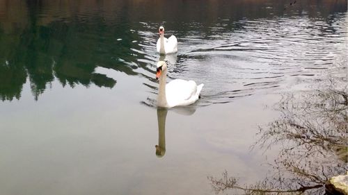 Swan swimming in lake