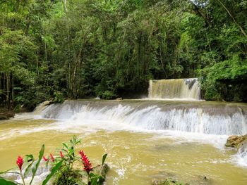 Scenic view of waterfall in forest