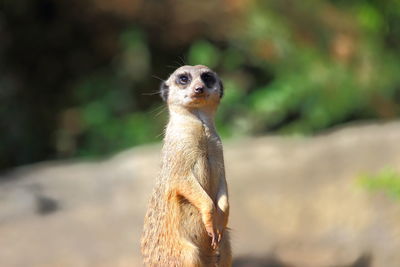 Meerkat outdoors