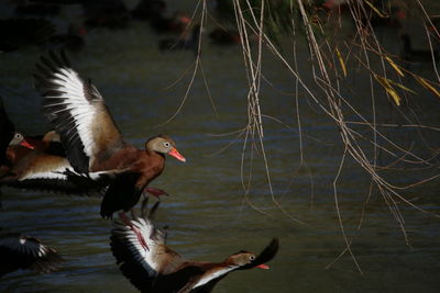 Ducks swimming on lake