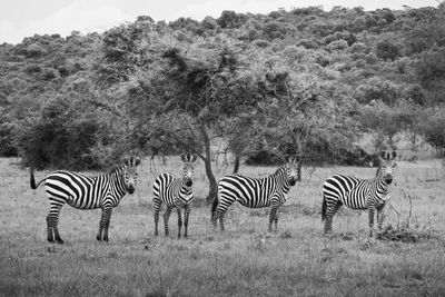 Four zebras pose gracefully in the african savanna. ideal for wildlife showcases.