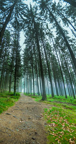 Walkway amidst trees in forest