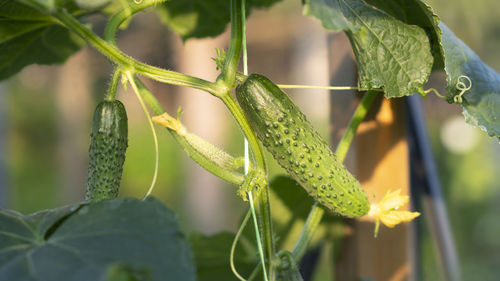 Cucumber in greenhouse with greenhouse effect. growing cucumbers. garter shoots to the rope.