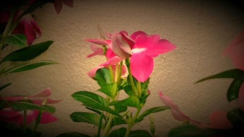 Close-up of pink flowers