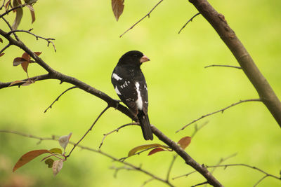 Low angle view of bird perching on branch