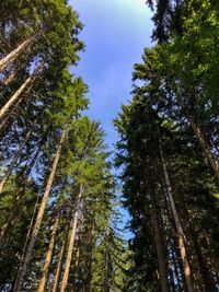 Low angle view of trees in forest against sky