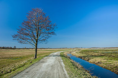 Lonely tree by a dirt road and blue sky