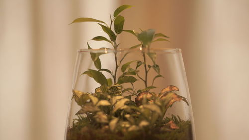 Close-up of potted plant against wall at home
