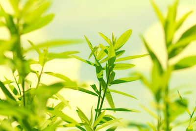 Close-up of fresh green plant