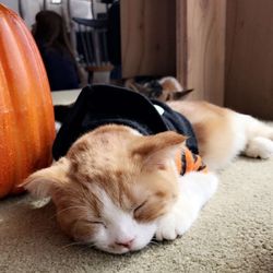 Close-up of dog sleeping