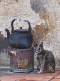 Cat sitting on metal wall