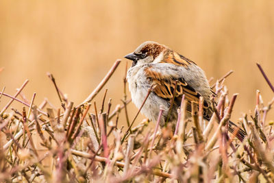 Close-up of bird perching on dry plant