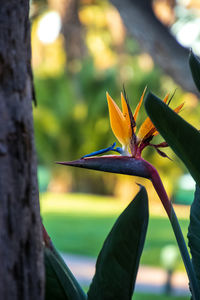 Close-up of orange flowering plant