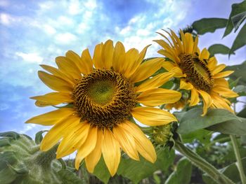 Close-up of sunflower against sky