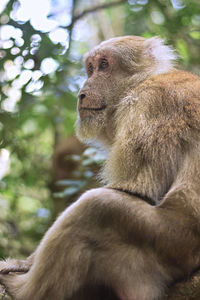 Close-up of monkey