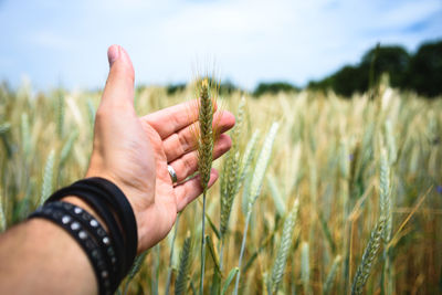 Close-up of hand touching wheat