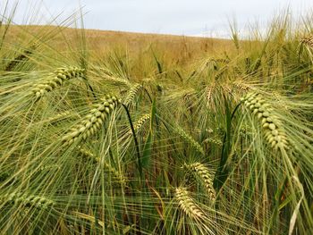 Wheat crop in field