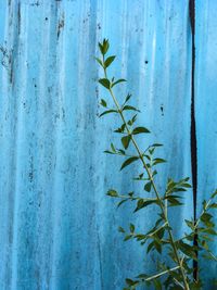 Close-up of plant against blue wall