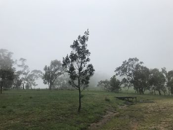 Trees on field against clear sky