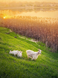 Sheep on field