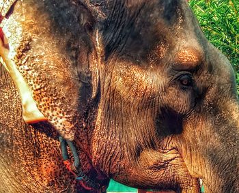 Close-up of elephant