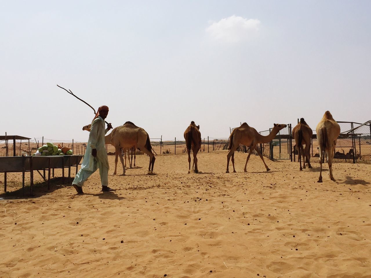 men, full length, lifestyles, sand, leisure activity, person, tourist, arid climate, livestock, group of people, sky, day, safari animals, outdoors, tourism, vacations, tranquility, solitude, domestic animals