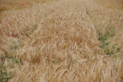 Close-up of wheat field