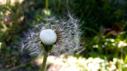 Close-up of dandelion