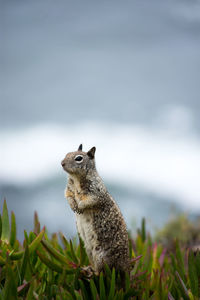 Close-up of squirrel on rock