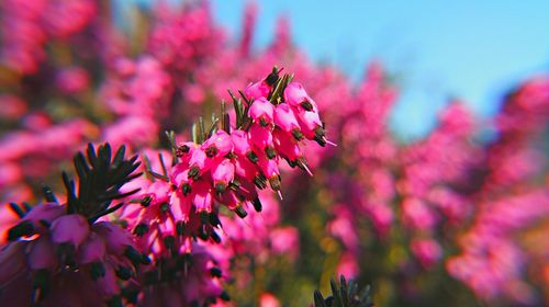 Close-up of pink flower