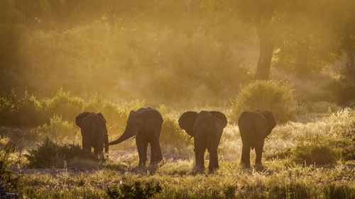 Elephants standing on land