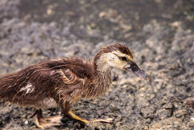 Close-up of a bird