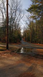 Road passing through bare trees