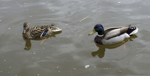 High angle view of mallard duck swimming in lake